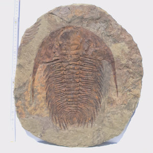 Echter Trilobit Fossil auf Matrix – Naturfund aus Marokko - handpräpariert - 47x42cm - Nr. 7
