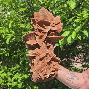Large Moroccan sand rose stone held against a leafy background, showcasing unique rosette formations.