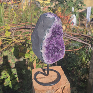 Uruguay Amethyst Drusen sehr intensive, dunkle Farbe! (AA-Qualität) Nr. 58 displaying deep purple crystals on a wooden stand outdoors.