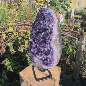 Uruguay Amethyst Drusen sehr intensive, dunkle Farbe! (AA-Qualität) Nr. 68 in sunlight showcasing its deep purple crystals.