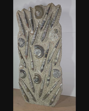 Orthocera und Ammoniten-XL-(freistehend)- 115 x 50cm-280-320 Mill. Jahre -Nr.4, beeindruckende Fossiliensculptur