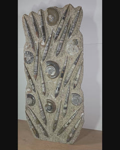 Orthocera und Ammoniten-XL-(freistehend)- 115 x 50cm-280-320 Mill. Jahre -Nr.4, beeindruckende Fossiliensculptur