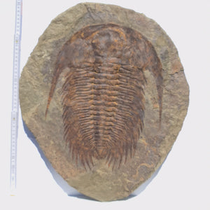 Echter Trilobit Fossil auf Matrix – Naturfund aus Marokko - handpräpariert - 50x43cm - Nr. 3