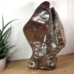 Skulptur aus Orthoceras & Ammoniten-Fossilien – 54x38cm 22kg aus der Urzeit Nr.42 auf Holzfläche mit Pflanze im Hintergrund.
