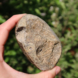 Hand holding a Petoskey Stone, a half-polished fossilized coral from Morocco, against a green background.