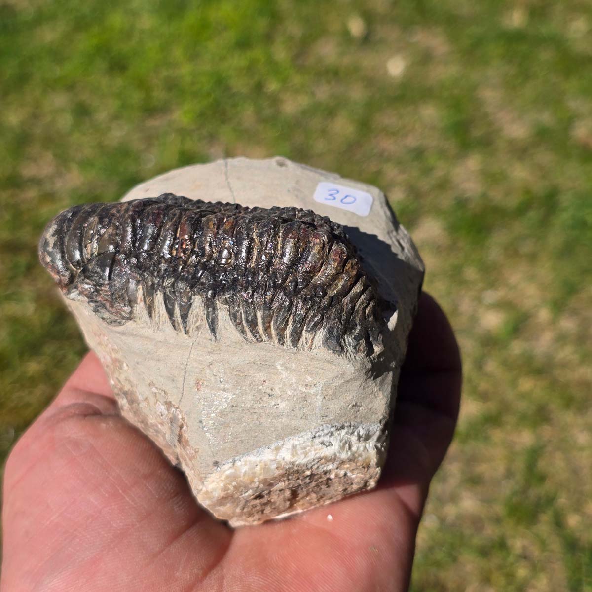 Echter Trilobit auf Muttergestein - Fossil aus Marokko – ca. 350 Mio. J., handpräpariert 10x7x4cm Nr. 30.