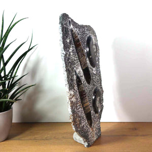 Ammonit - Versteinertes echtes Fossil mit Natursteinsockel, 40 x 25 cm - Nr. 27 auf Holzuntergrund mit Pflanzen.
