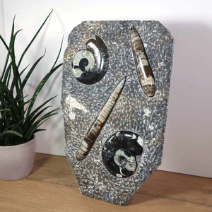 Ammonit - Versteinertes echtes Fossil mit Natursteinsockel, 40 x 26 cm - Nr. 2, zeigt einzigartige Fossilien auf grauem Naturstein.
