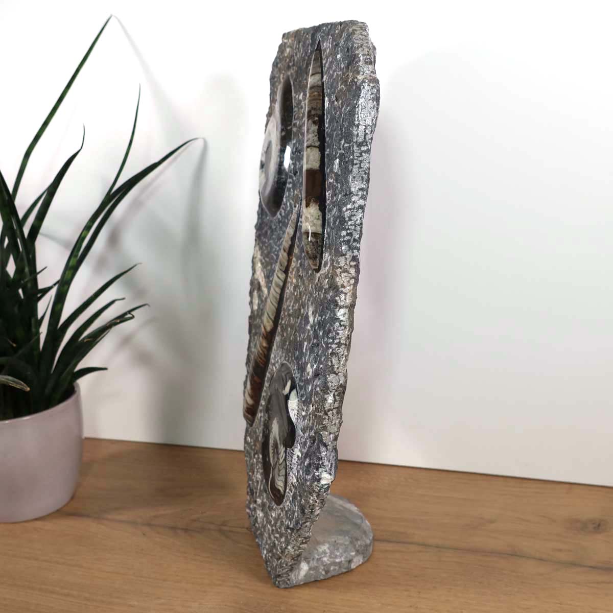 Ammonit - Versteinertes echtes Fossil mit Natursteinsockel, 40 x 26 cm - Nr. 2, zeigt einzigartige Fossilien auf grauem Naturstein.