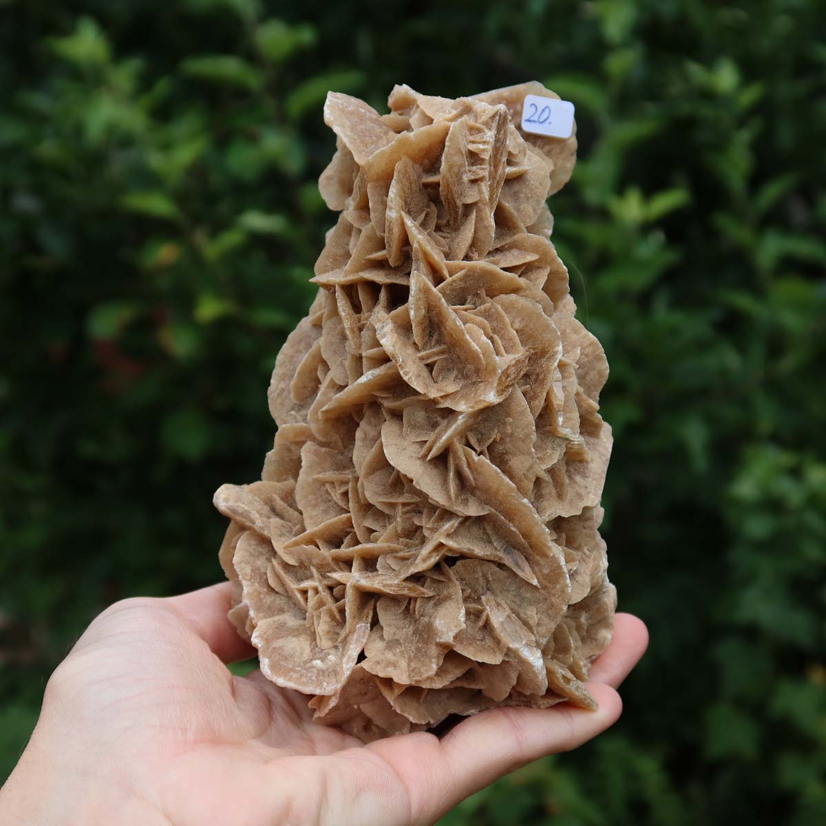 Wunderschöne Sandrose / Wüstenrose - 14x8x9 cm – Exklusive Stücke für Sammler und Liebhaber Unikat Nr.20