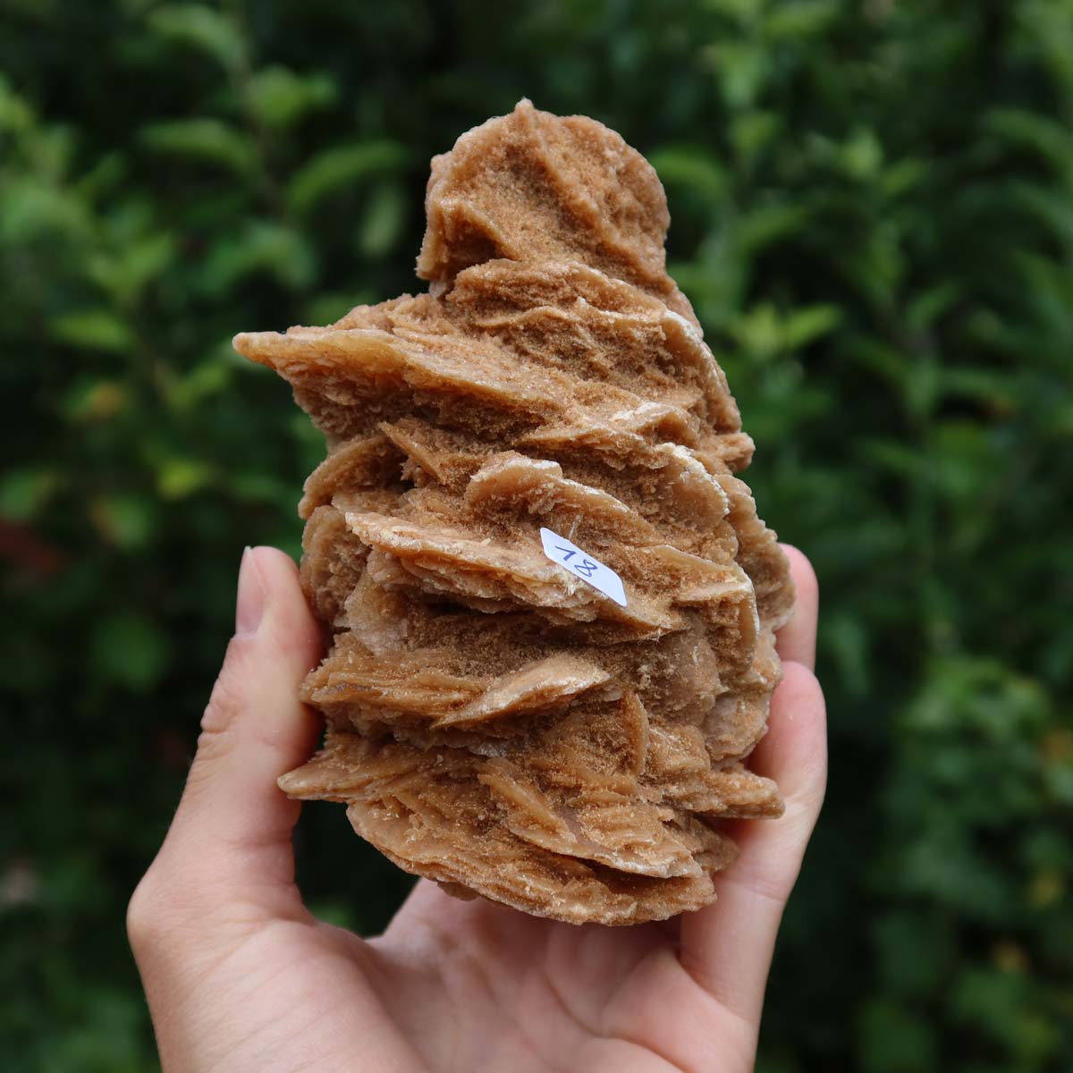 Wunderschöne Sandrose / Wüstenrose - 11x7x2 cm – Exklusive Stücke für Sammler und Liebhaber Unikat Nr.18