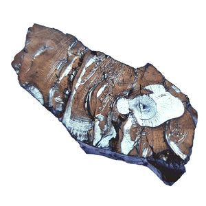 Edelschungit Rohstein - 53x26mm Harmonie und Schutz - UNIKAT Nr.29, Naturmineral aus Karelien für Wasseraufbereitung und Elektrosmog-Schutz.